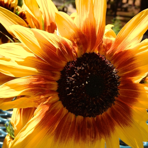 Morning Sunflower